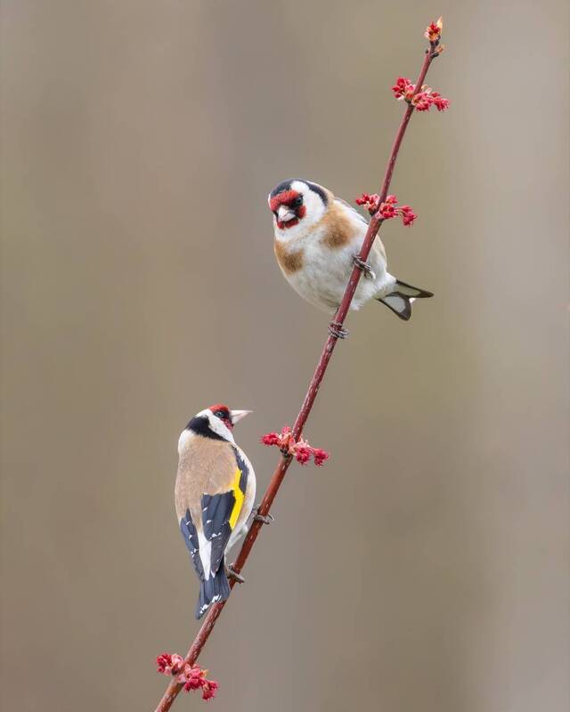Разговор на красном клене фото превью