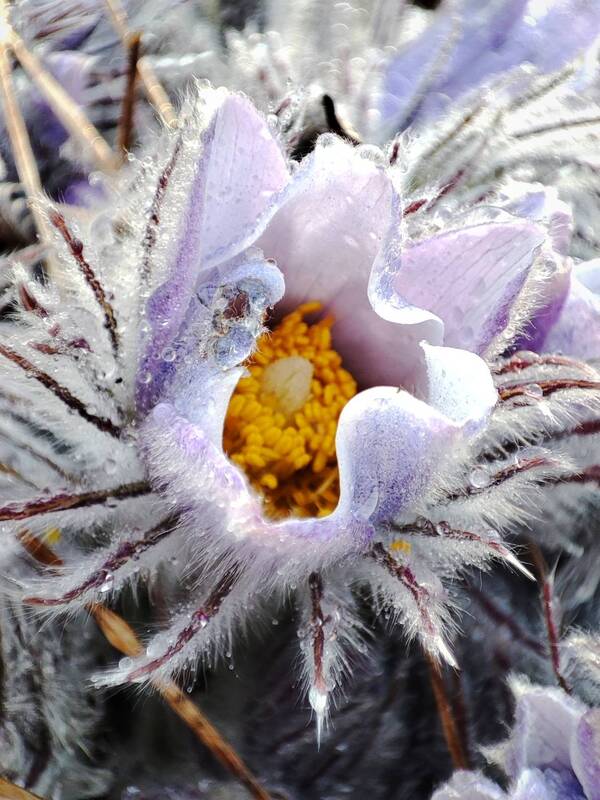 Первые Прострелы фото превью