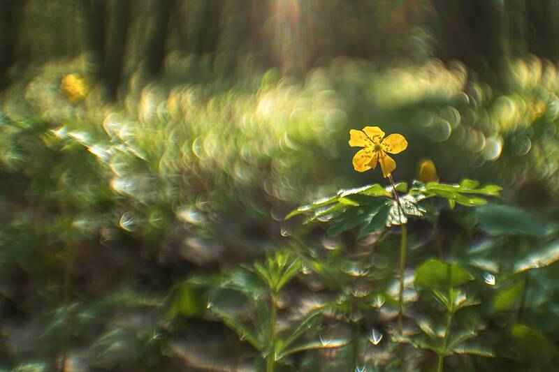 лес, цветы, желтый, гелиос  фото превью