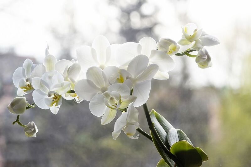 цветы, экзотические, орхидеи, фаленопсис Орхидеи фаленопсис фото превью