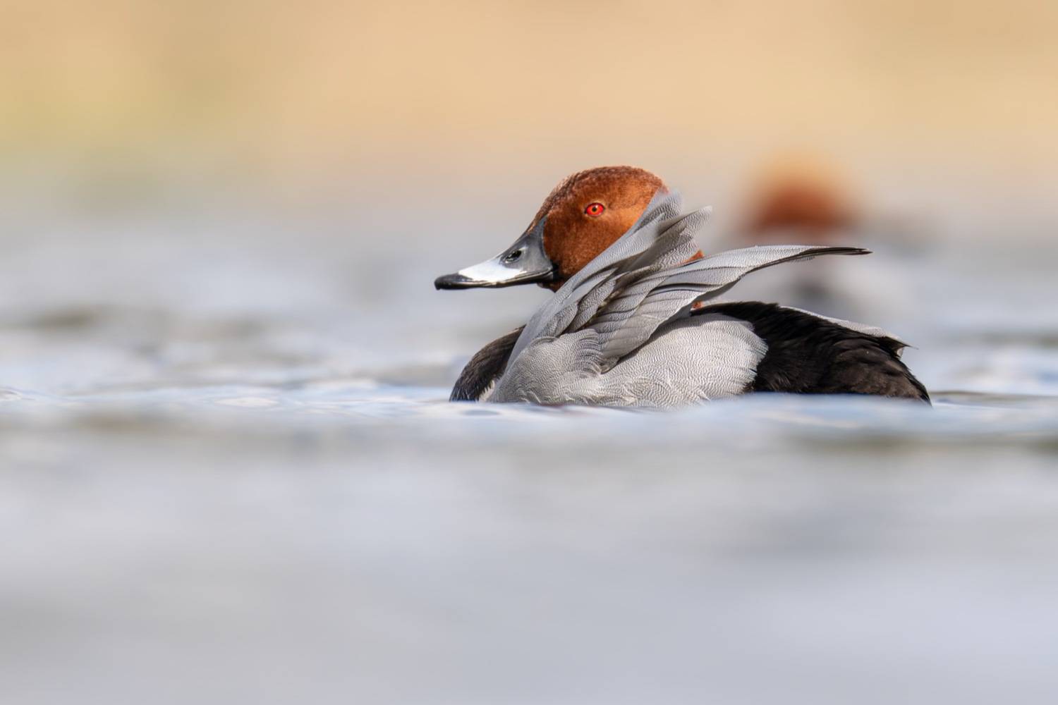 красноголовый нырок, нырок, утка, птицы, Ruslan Pl