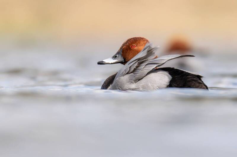 Красноголовый нырок фото превью