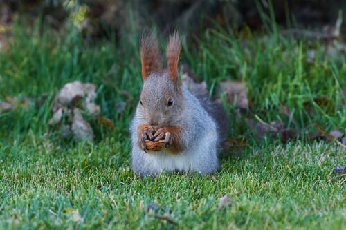 Sciurus vulgaris
