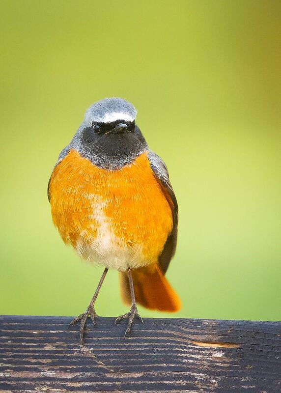 Common redstart фото превью