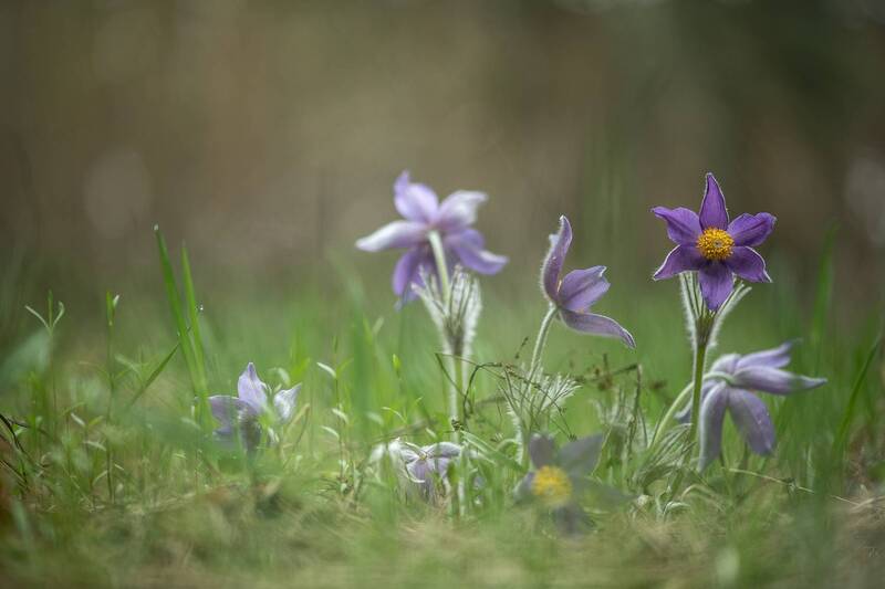 сон трава, весна, утро, воронеж, апрель, сны, nikon 850 d, carl zeiss makro-planar t* 100mm f/2 zf. Утро апрельских снов... фото превью