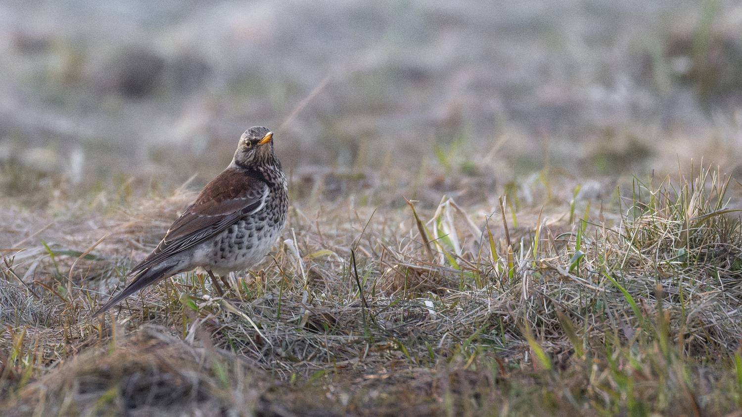 , Михаил Загрядский