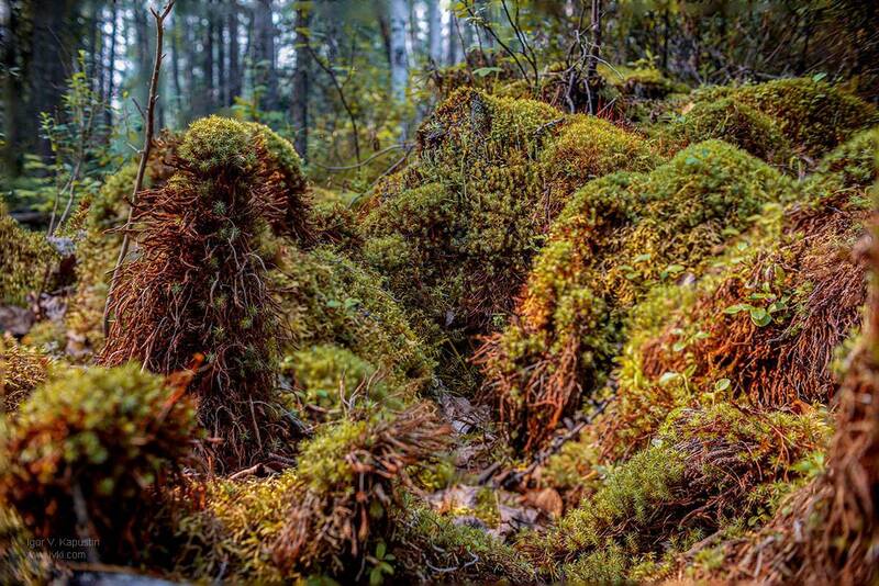 *** фото превью