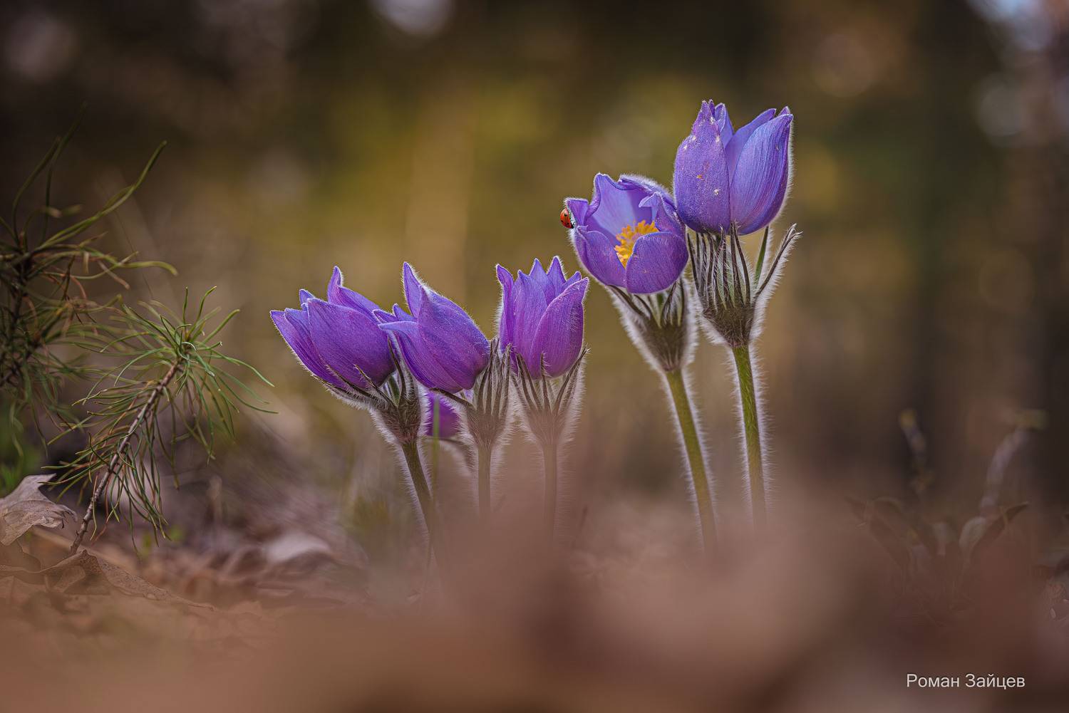 , Зайцев Роман