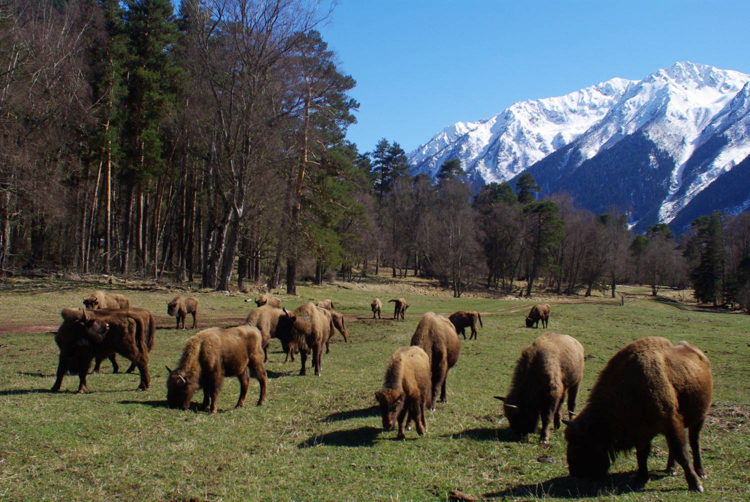 архыз, Андрей Любимов