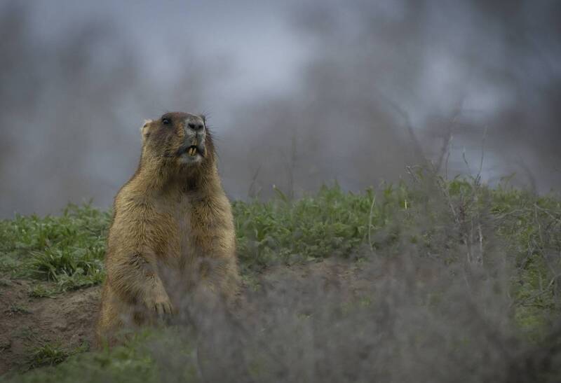 Байбаки в Ростовской области фото превью