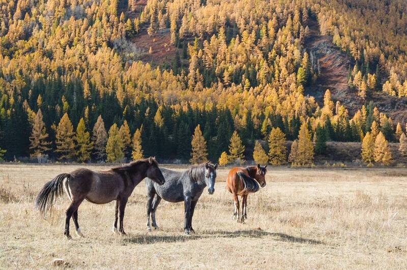 река, горы, алтай, закат, восход, осень, зима, туман  фото превью