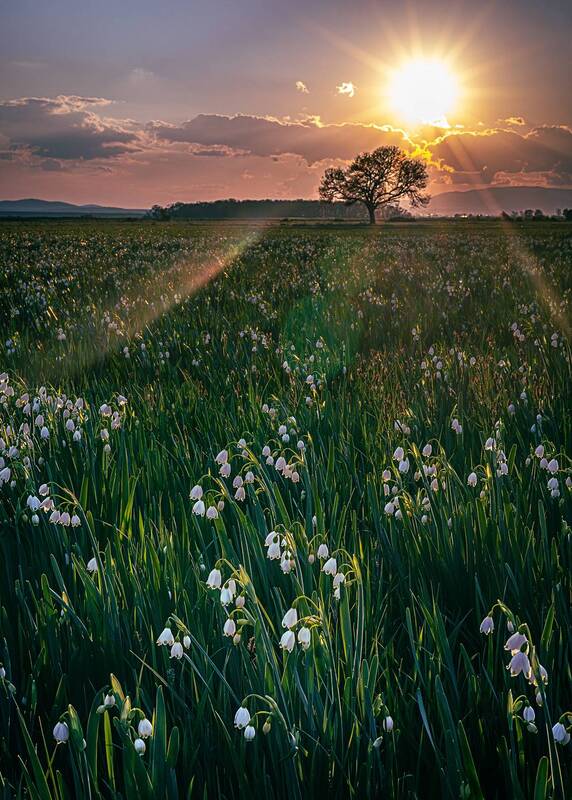 Поле от бели искри сред зеленото море, уловени в последната златна прегръдка на деня фото превью