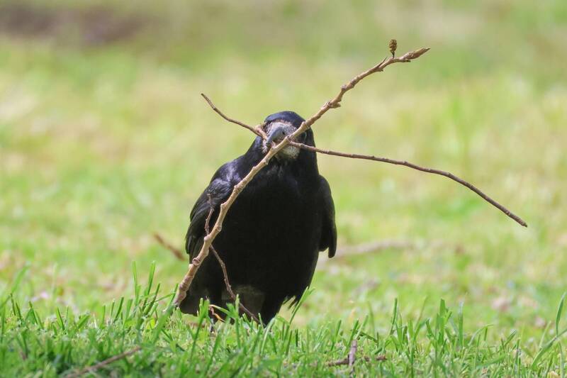 *** фото превью