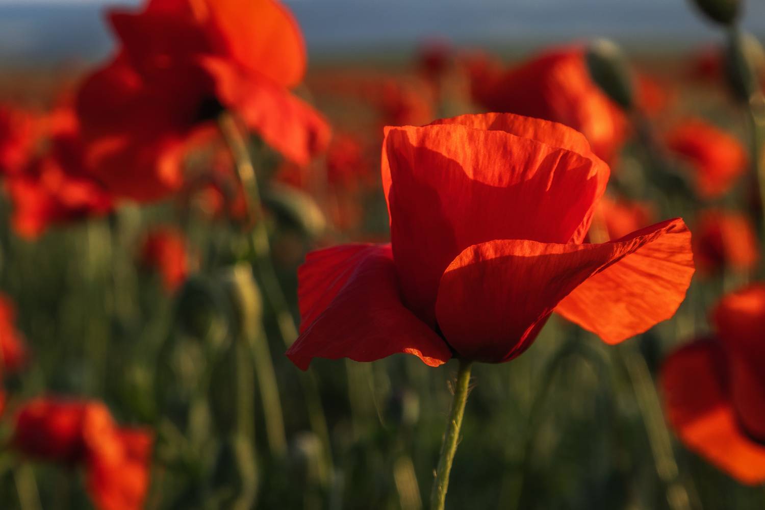 Крым, Гусева Елена