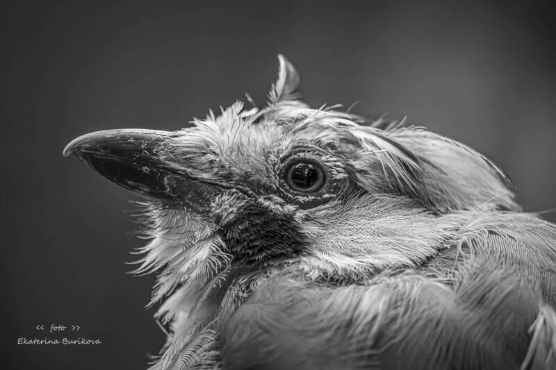 Сойка . фото превью