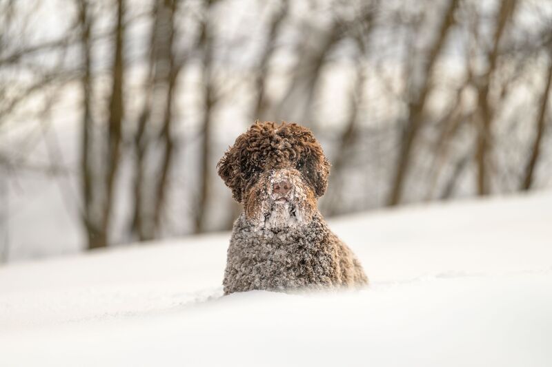 Dante фото превью