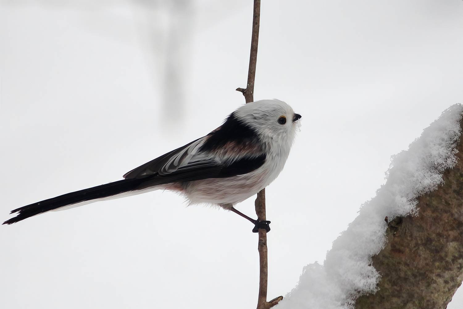 длиннохвостая синица, ополовник, aegithalos caudatus, КарОл