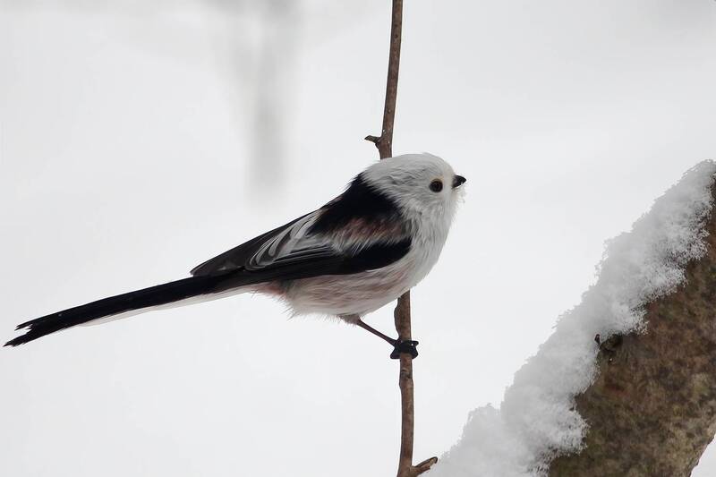 длиннохвостая синица, ополовник, aegithalos caudatus Ополовник фото превью