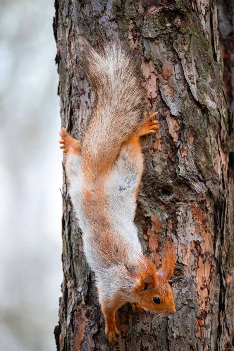 , Чудинин Дмитрий
