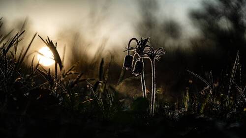 Не спугните тишину