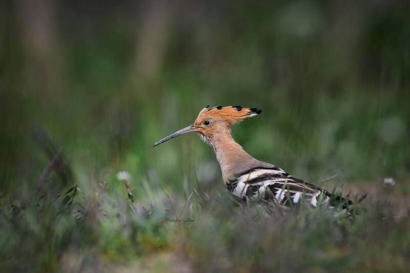 Удод. фото превью