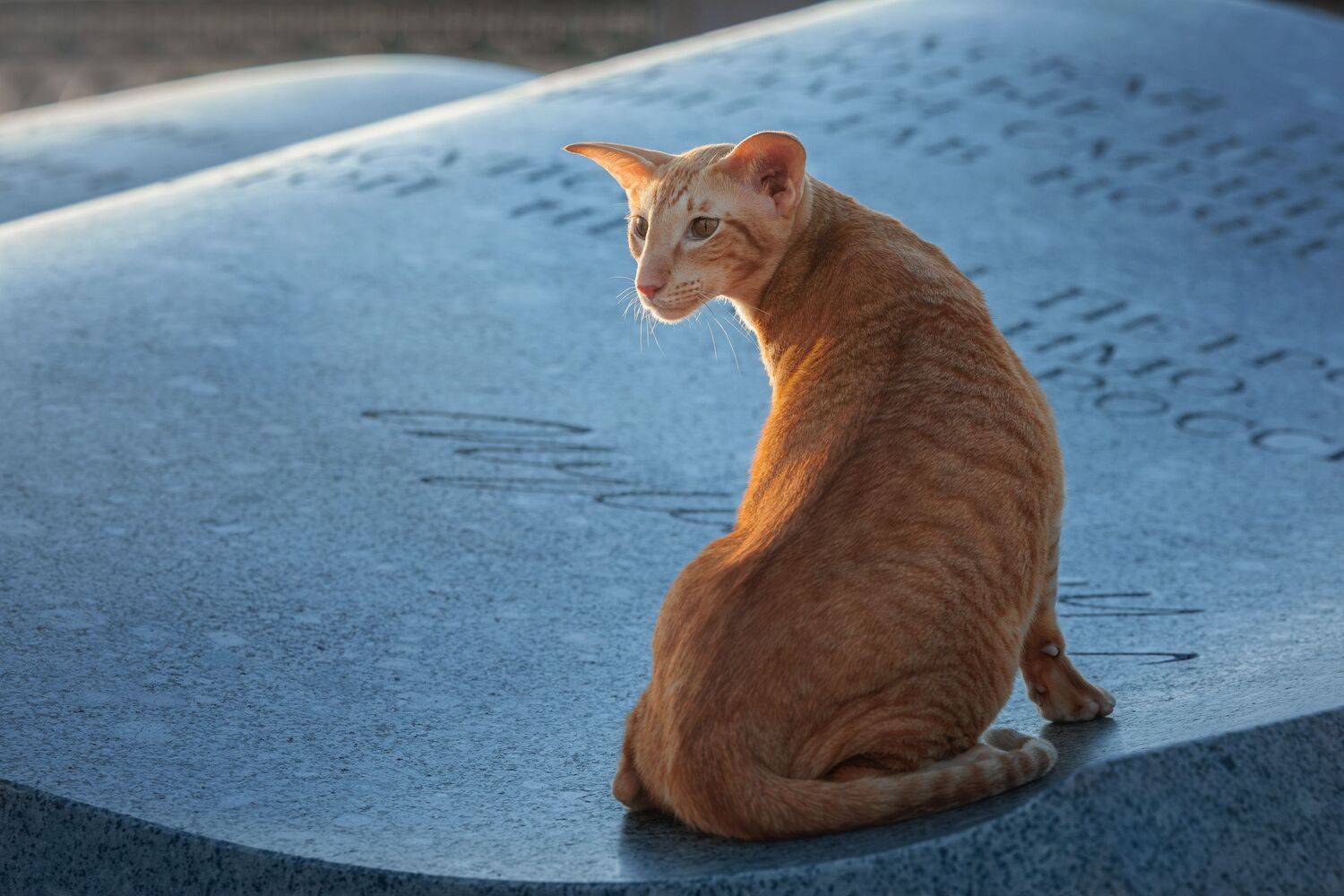 , Зубкова Юлия