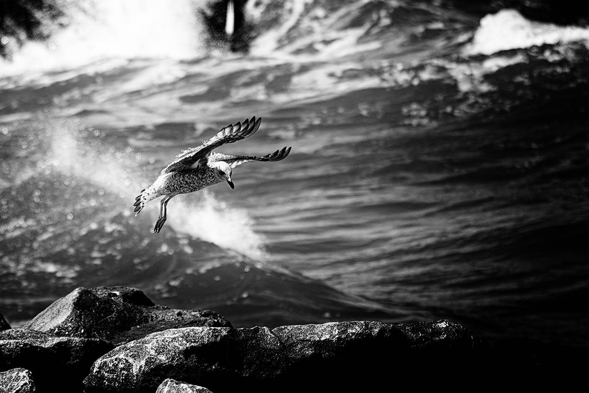 птицы, серебристая чайка, море, балтийское море, калининград, светлогорск, larusargentatus, Хилько Марина