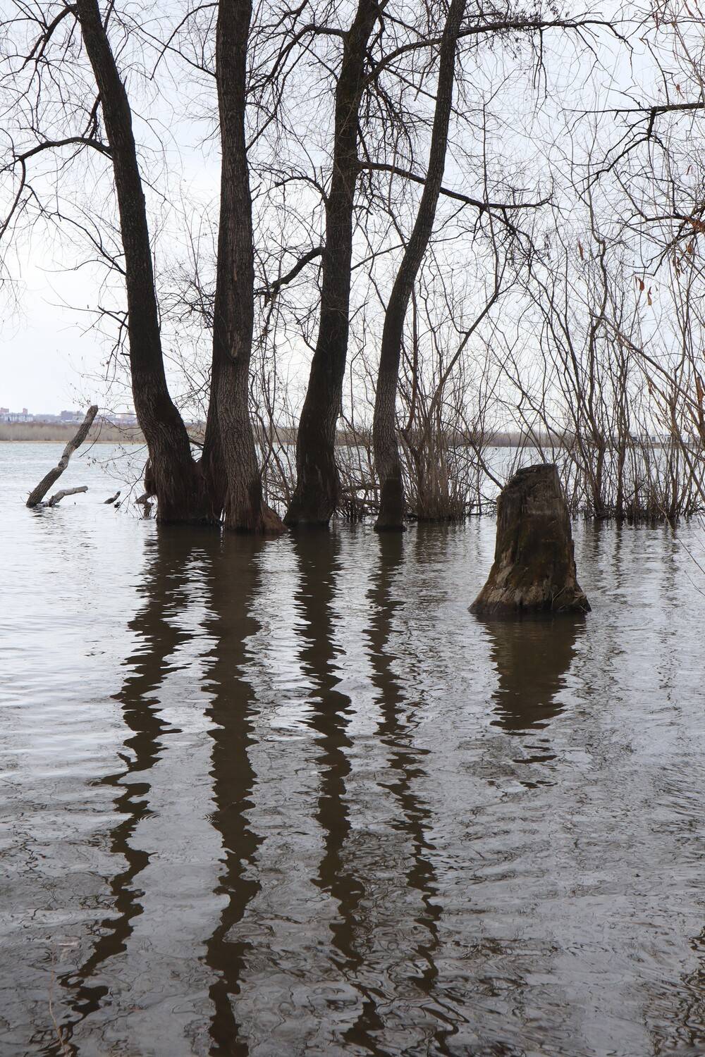 природа, весна, река, отражение, деревья, пень, Козлова Галина