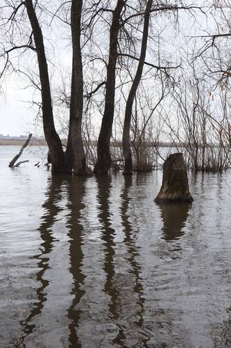 Пейзаж с пнём