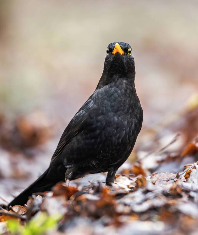 чёрный дрозд, дрозд, орнитология, птицы, природа, живая природа, птицы евразии, весна, апрель, бирюлёвский дендропарк, фотоохота, животные, птицы москвы, птицы россии Чёрный дрозд. фото превью