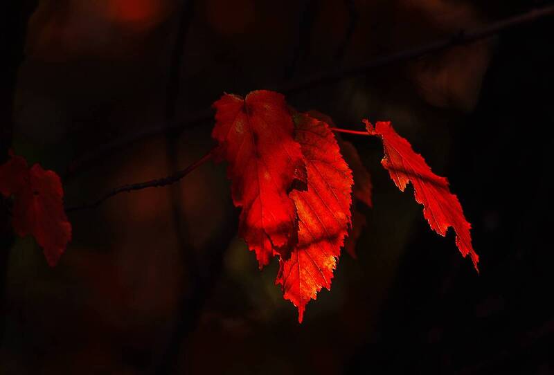Догорает осень. фото превью