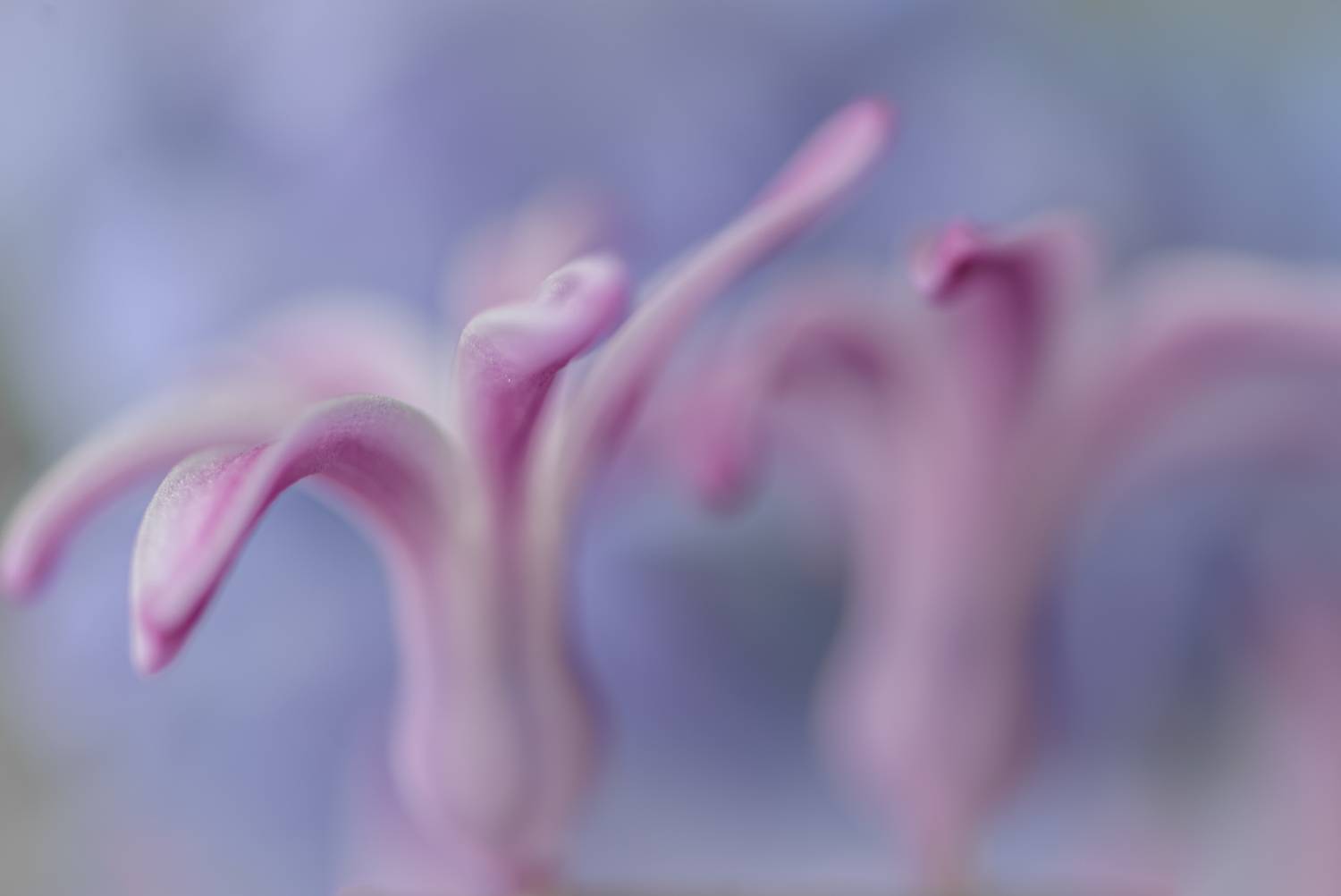 , Неля Рачкова