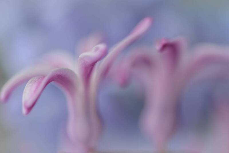 Восточный танец фото превью