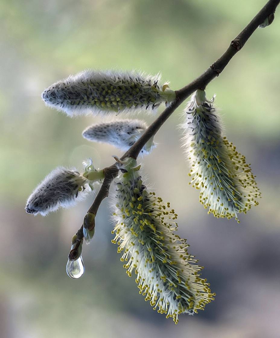 , Сергей Аникин