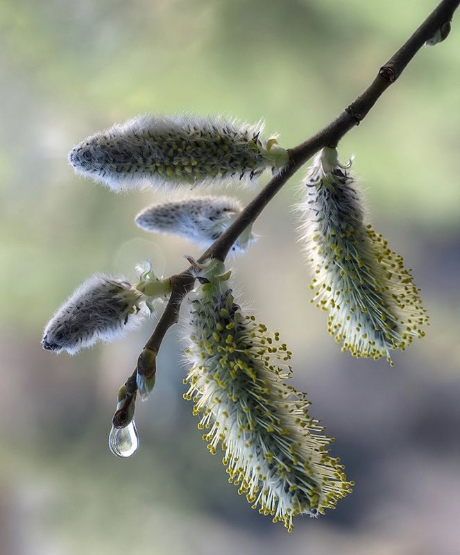 *** фото превью