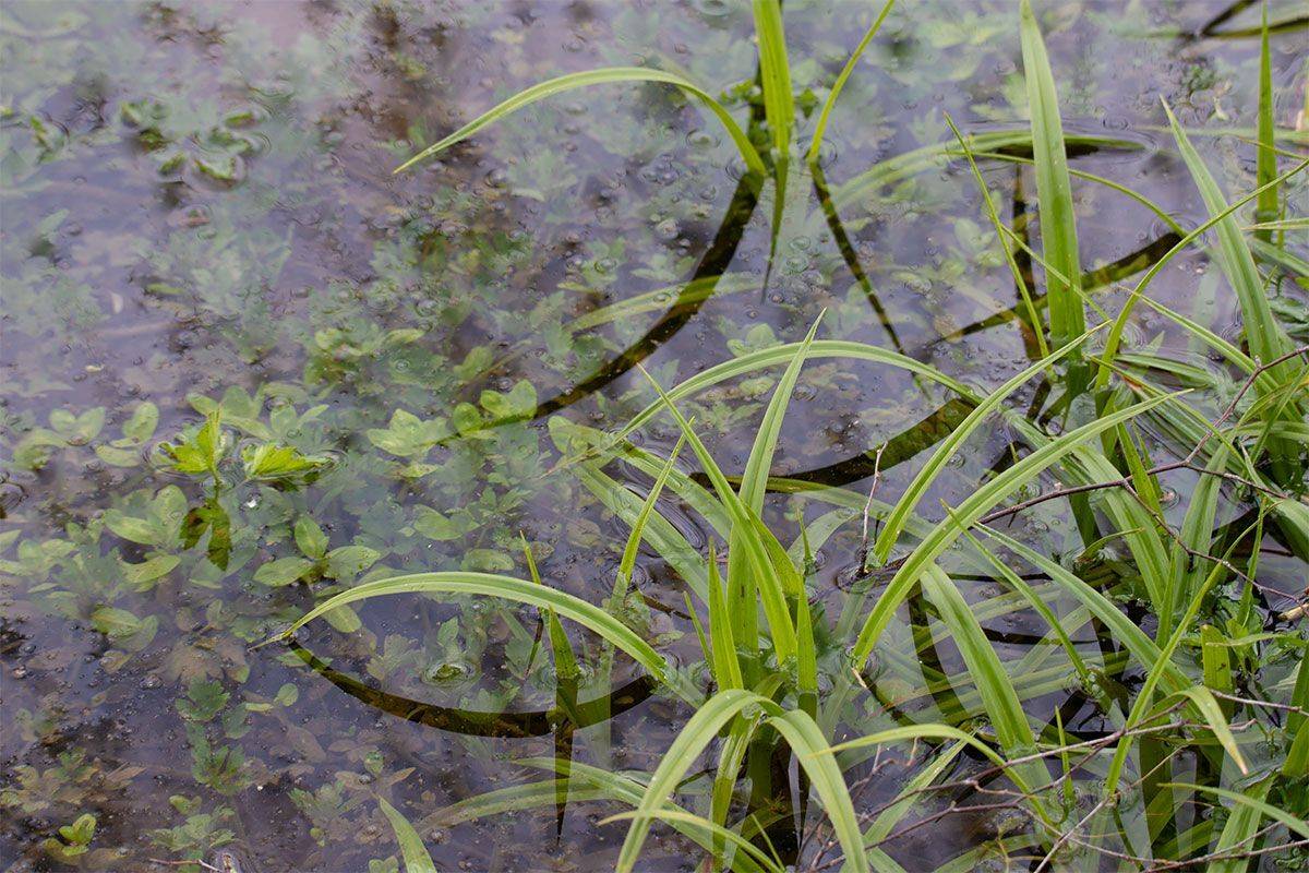 , Чудинин Дмитрий