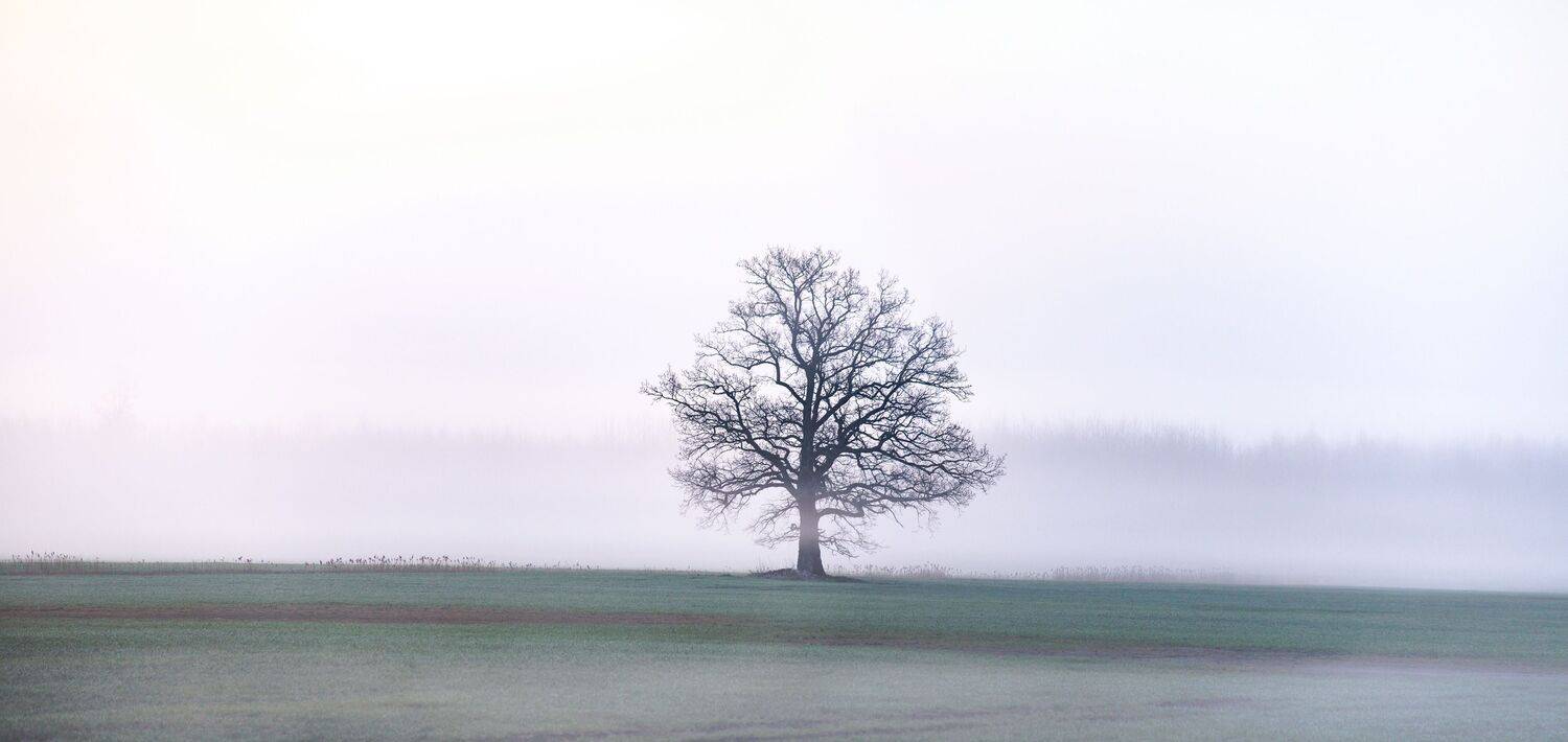 ainava, koks, Cielava Dace