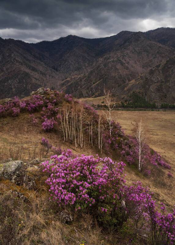 Розовый флёр Зачемалья фото превью