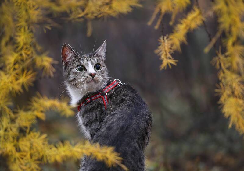 кот, женялевина, евгениялевина, осень Про осень... фото превью