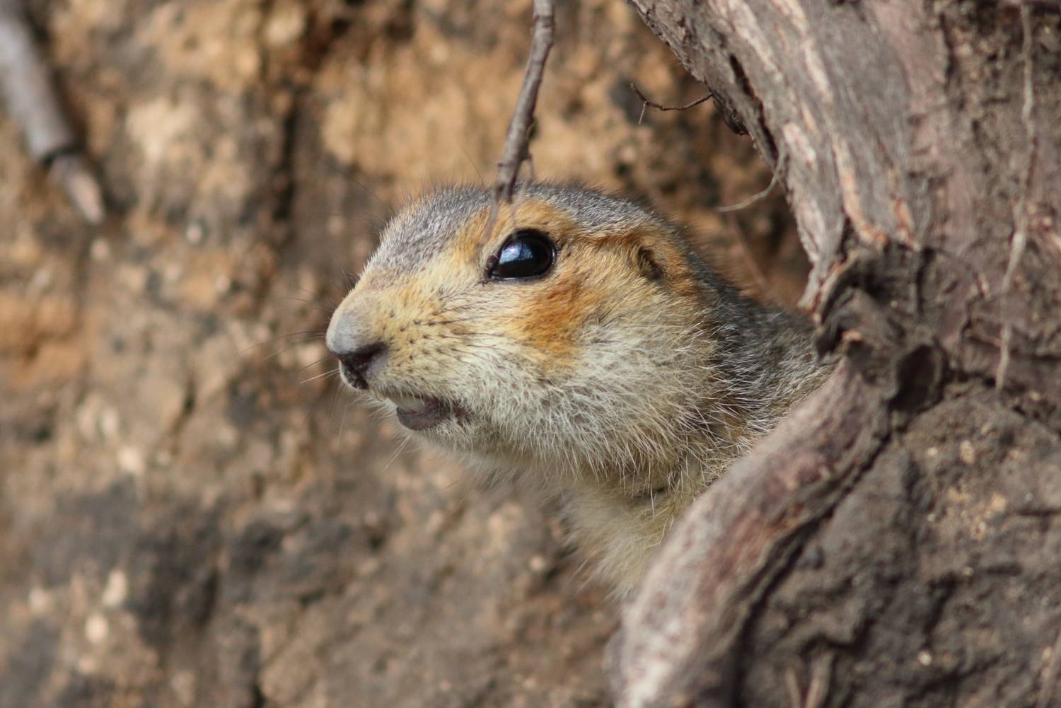 дикая природа, эивотные, звери, млекопитающие, суслик, природа самарской области, Владимир Шебаршенко