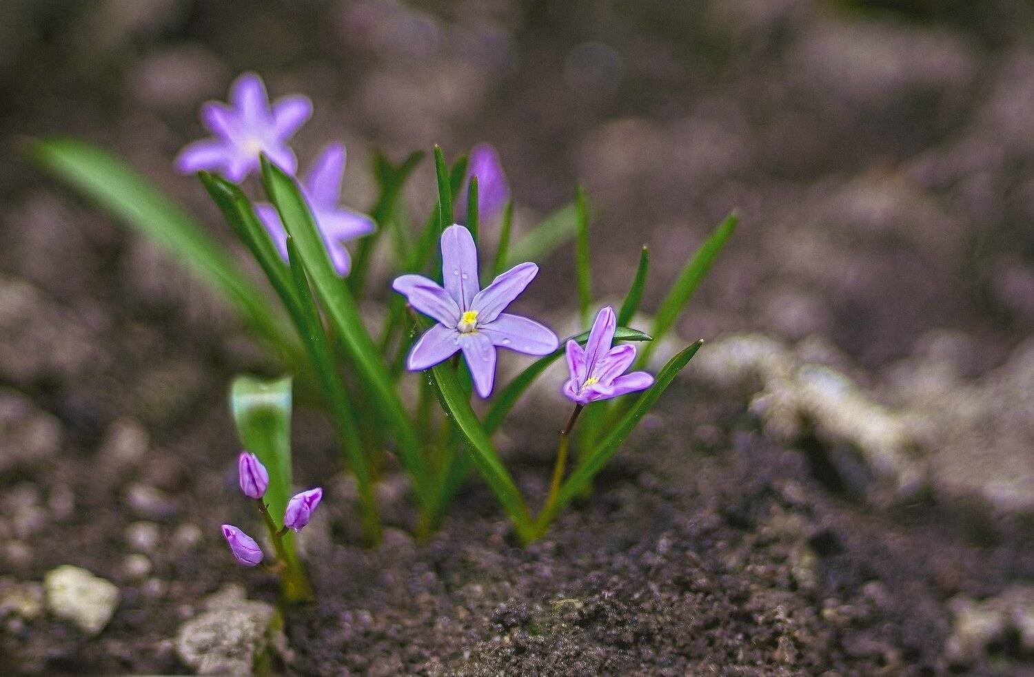 , Орлов Олег