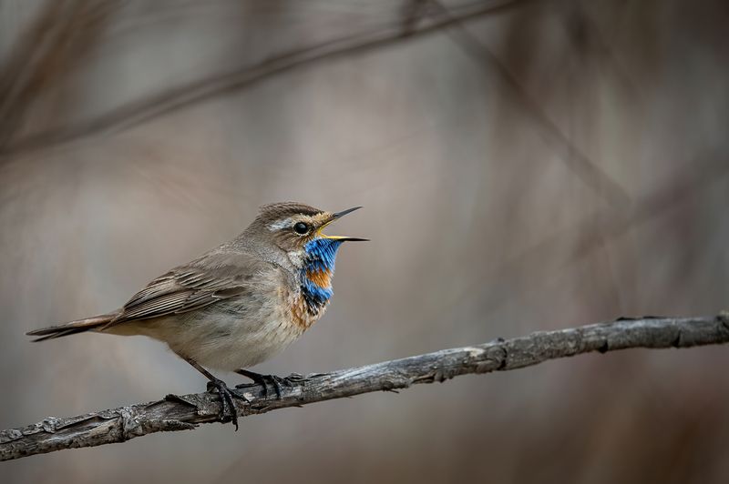 варакушка, птица, певчая птица, птица на ветке, поет варакушка фото превью