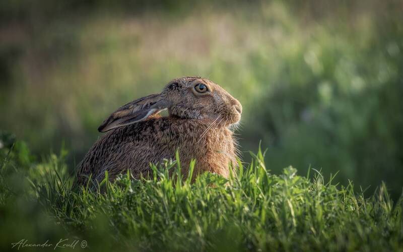 заяц, русак, вечер, релакс, степь Вечерний зай фото превью