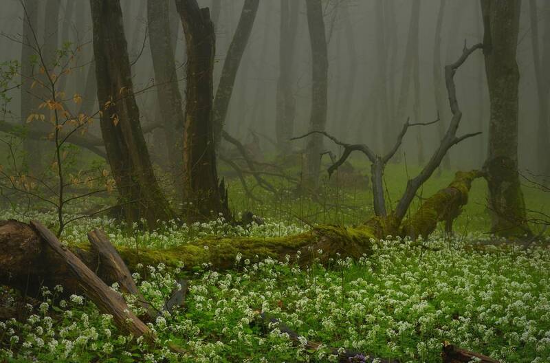 весна, лес, утро туман Туманное утро фото превью