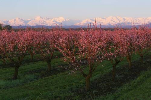 Персиковый сад
