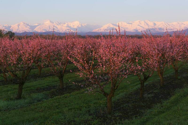 цветение, персик, сад, кавказский хребет Персиковый сад фото превью