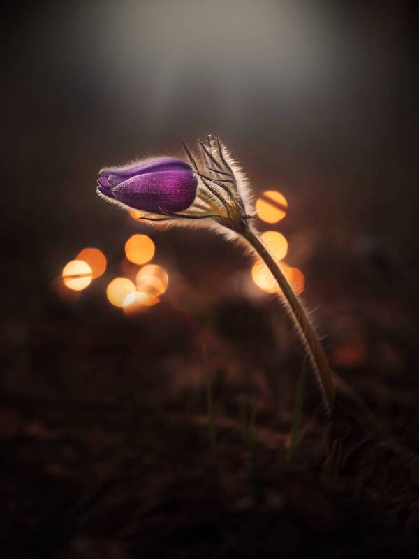 *** фото превью