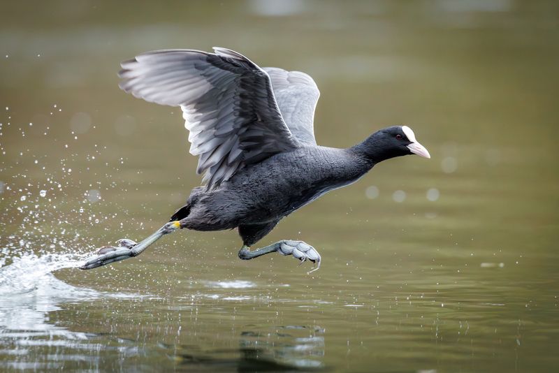 Летящей походкой фото превью