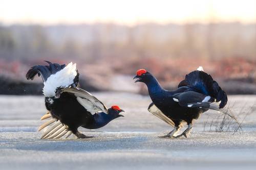 Тетеревиные ритуалы