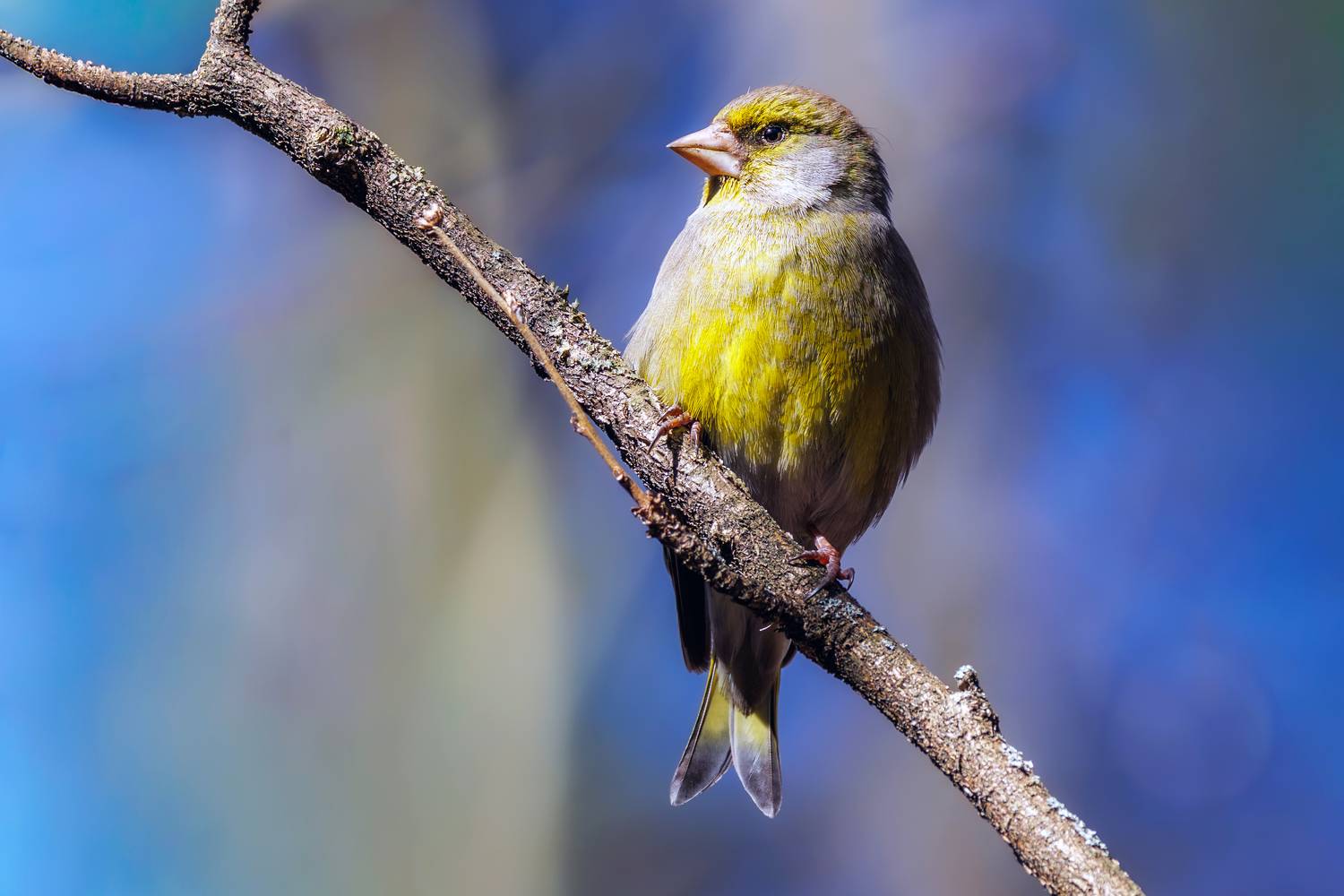 зеленушка, Алексей Волков